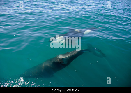 Ein Orca oder Killerwal wurde am frühen Morgen in der Nähe von Kaikoura an der Ostküste von South Island in Neuseeland gesichtet. Orcas gedeihen in jedem Ozean Stockfoto