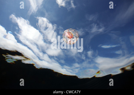 Ein rosa Quallen schwimmen an der Oberfläche mit einem blauen Himmel und weiße Wolken im Hintergrund. Stockfoto