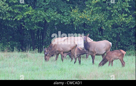 Eine Gruppe von Elk Kühe und Kälber. Stockfoto