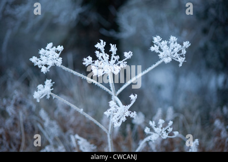 Kuhkopf Petersilie Samen in ein Haw frost UK Stockfoto