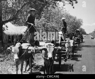 Interne vietnamesischen Flüchtlinge. Vietnamesische Männer bewegen ihre Gemeinschaft von einem abgelegenen Dorf zu einem Ochsenkarren fahren Stockfoto