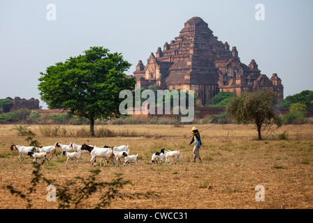 Hirte vor Dhammayangyi Pahto in Bagan, Myanmar Stockfoto