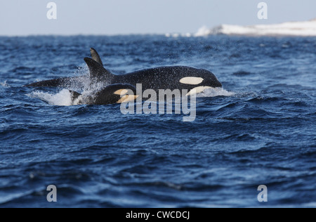 Großer Schwertwal Orcinus Orca Mutter und Kalb vor Hornoya Vardo Varanger Fjord Finnmark Norwegens Stockfoto