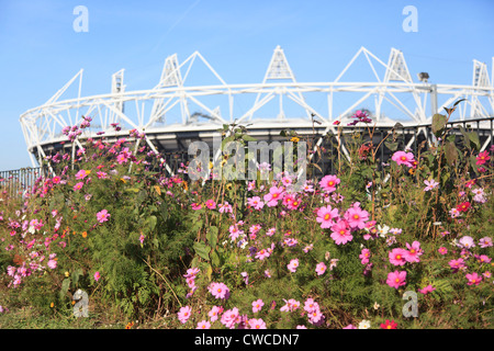 Kosmos-Blumen in voller Blüte vor dem Olympiastadion in East London Stockfoto