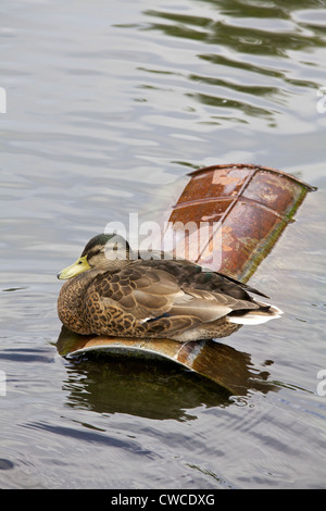 Drake auf einem alten Ölfass juvenile sitzen und schlafen Stockfoto