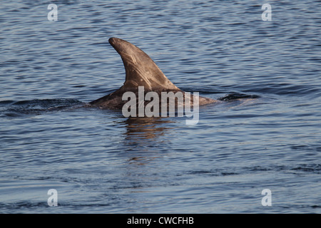 Risso Dolphin Grampus früh Catfirth Shetland Schottland, Vereinigtes Königreich Stockfoto