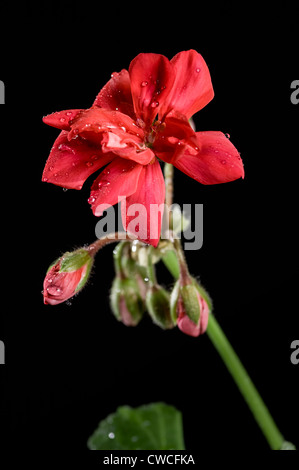 Garten-Pelargonien Blüte (rot) Stockfoto