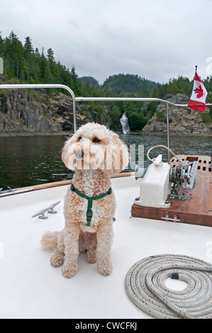 Ein Labradoodle Haustier befindet sich am Bug eines Bootes schönen Cassel-Fälle in Kanadas Desolation Sound nähert. Stockfoto