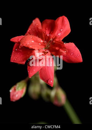 Garten-Pelargonien Blüte (rot) Stockfoto