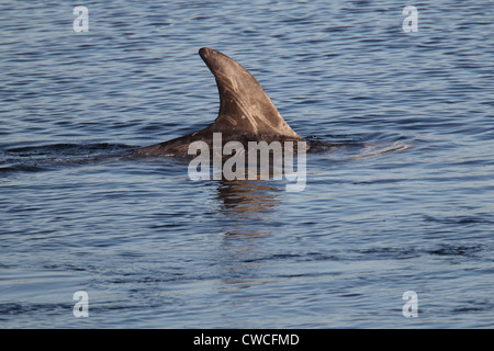 Risso Dolphin Grampus früh Catfirth Shetland Schottland, Vereinigtes Königreich Stockfoto