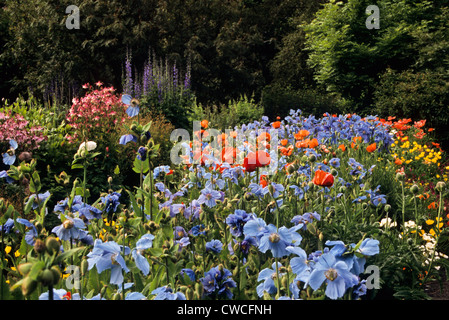 Bunte blaue Himalaya-Mohnblumen und orientalische Mohnblumen im Botanischen Garten in Akureyri, Island, Europa, Englisch Bunte orientalische Gartenmohnblumen Stockfoto