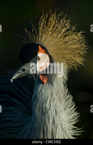 Grey gekrönter Kran (Balearica Regulorum) in Gefangenschaft Stockfoto