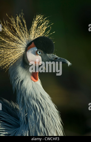 Grey gekrönter Kran (Balearica Regulorum) in Gefangenschaft Stockfoto