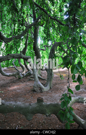 Europäische weinende Buche - Fagus sylvatica Stockfoto