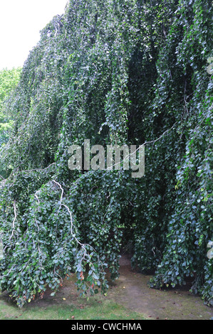 Europäische weinende Buche - Fagus sylvatica Stockfoto