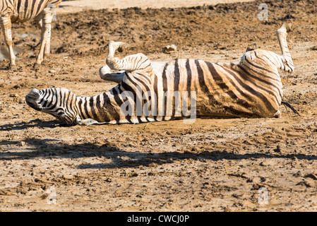 Ein Zebra (Equus Quagga) wälzen den Schmutz an einem heißen Tag. Stockfoto