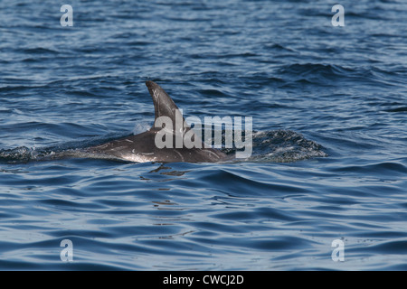 Risso Dolphin Grampus früh Stockfoto