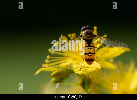 Nahaufnahme einer Schwebfliege auf eine gelbe Blume. Stockfoto