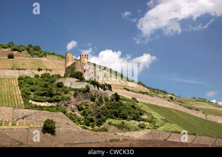 Ruine der Burg Ehrenfels in der Nähe von Rüdesheim im Rheingau, Hessen, Deutschland Stockfoto