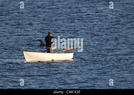 Risso Delfine Grampus früh und Fotograf Catfirth Shetland Schottland, Vereinigtes Königreich Stockfoto