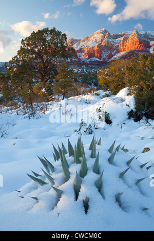 Winter Schnee auf Schnebly Hill, Coconino National Forest, Sedona, Arizona. Stockfoto