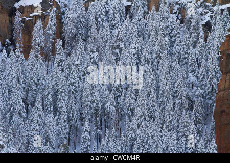 Winter Schnee entlang Oak Creek Canyon, Sedona, Arizona. Stockfoto