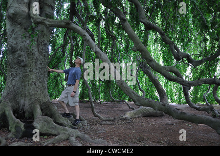 Europäische weinende Buche - Fagus sylvatica Stockfoto