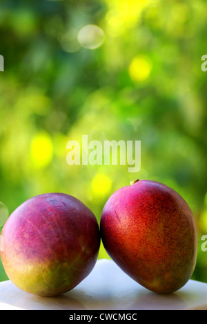 Zwei Mangos Früchte werden auf grünem Hintergrund isoliert. Stockfoto