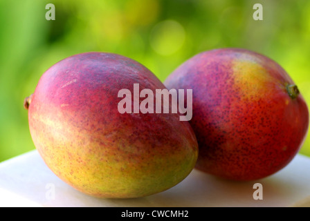 Zwei Mangos Früchte werden auf grünem Hintergrund isoliert. Stockfoto