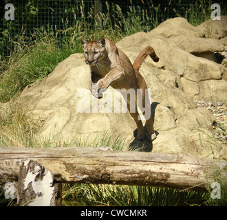 PUMA Concolor springen über Wasser und melden Sie sich bei Sonnenschein Stockfoto