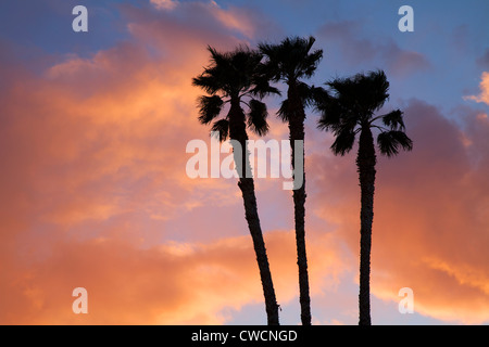 Palmen in der Callville Bay Marina, Lake Mead National Recreation Area, in der Nähe von Las Vegas, Nevada. Stockfoto