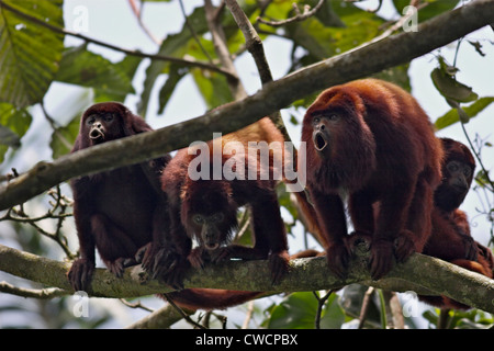 ROTE BRÜLLAFFEN aufrufen (Alouatta Seniculus), Henri Pittier Nationalpark, Venezuela. Stockfoto