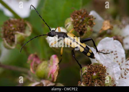 SPOTTED LONGHORN BEETLE (Strangalia Maculata) auf Bramble Blumen, Sussex, UK Stockfoto