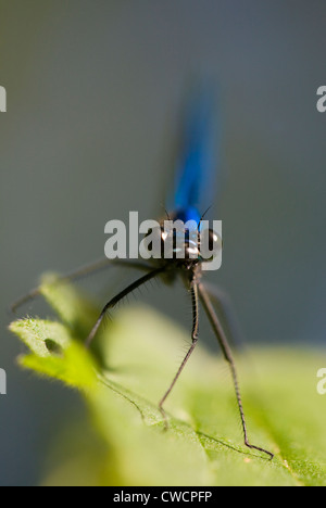 BANDED PRACHTLIBELLE (Calopteryx Splendens) männlich, Fluss Ouse, Sussex, UK Stockfoto