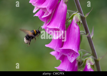 BUFF-TAILED HUMMEL (Bombus terrestris) im Flug, nähert sich Blume Fingerhut, Sussex, UK Stockfoto