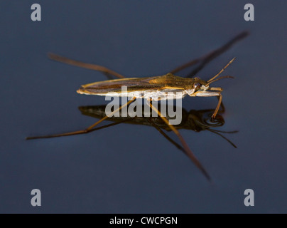 Teich-SKATER (Gerris Lacustris) West Sussex, UK Stockfoto