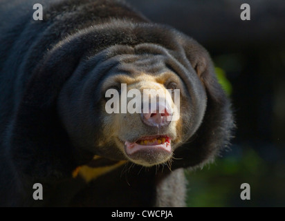 MALAYAN SUN BEAR (Helarctos Malayanus) Thailand. In Gefangenschaft Stockfoto