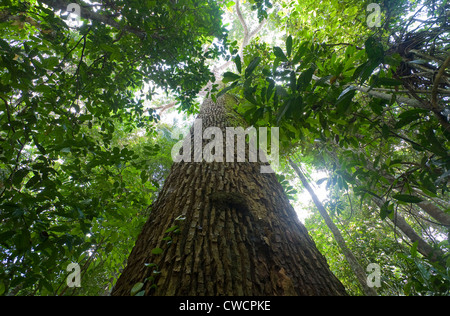 PARANUSS-Baum (Bertholletia Excelsa) im primären Regenwald, Iwokrama Wald Waldreservat, Guyana, Südamerika. Stockfoto