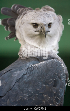 HARPYIE (Harpia Harpyja) Guyana. In Gefangenschaft Stockfoto