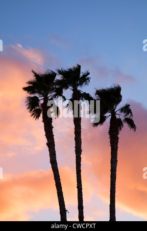 Palmen in der Callville Bay Marina, Lake Mead National Recreation Area, in der Nähe von Las Vegas, Nevada. Stockfoto