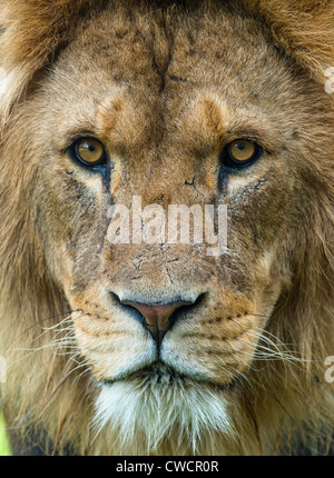 Männlichen afrikanischen Löwen aus nächster Nähe. Stockfoto