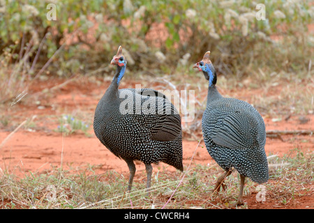 Behelmte Perlhühner Stockfoto