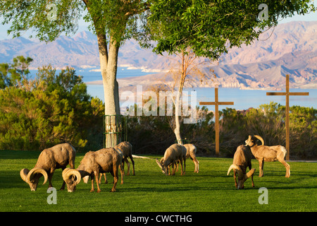 Wüste Bighorn mit Lake Mead National Recreation Area im Hintergrund, Boulder City, in der Nähe von Las Vegas, Nevada. Stockfoto