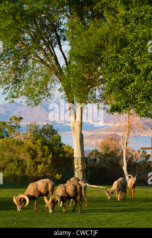 Wüste Bighorn mit Lake Mead National Recreation Area im Hintergrund, Boulder City, in der Nähe von Las Vegas, Nevada. Stockfoto