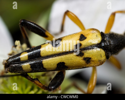 Spotted Longhorn Beetle (Strangalia Maculata oder Rutpela Maculata) - Nahaufnahme der Flügeldecken Stockfoto