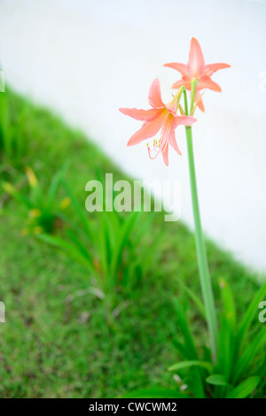 Die schöne Blume Wissenschaft heißt Hippeastrum johnsonii Stockfoto