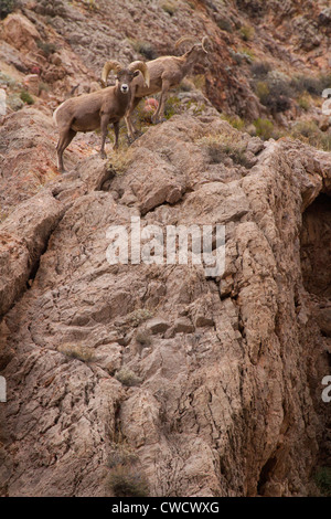 Wüste Bighorn ram, Valley of Fire State Park, in der Nähe von Las Vegas, Nevada. Stockfoto