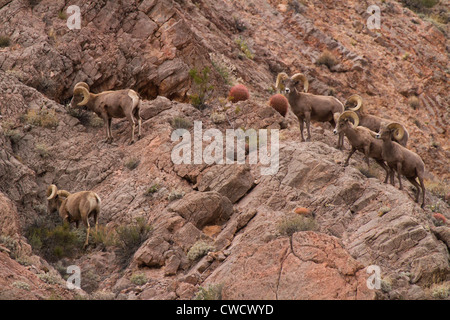 Wüste Bighorn ram, Valley of Fire State Park, in der Nähe von Las Vegas, Nevada. Stockfoto