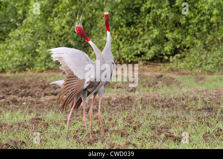 Stilicho Kraniche (Grus Antigone) Berufung (im Hintergrund ein bisschen geklont) Stockfoto