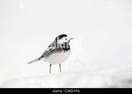 Trauerschnäpper Bachstelze; Motacilla Alba; im Schnee; Schottland; VEREINIGTES KÖNIGREICH; Winter Stockfoto